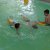 Plavecký výcvik škôlkárov 2013