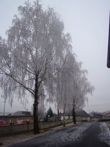 DSC09294